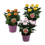 Chrysanthemen Flowerpops versch. Sorten HOFER 1 Stück