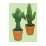 Promotion Bild von WÜSTENMIX Euphorbia Terrakotta-Topf,  Ø 25 cm, H ca. 55 - 70 cm HOFER 1 Stück