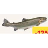 Eisvogel Frische Forelle MPREIS 1 Kilogramm