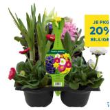 Bunter Frühling T&G 6 Stück