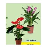 Indoor-Blühpflanzen Calla, Anthurie HOFER 1 Stück