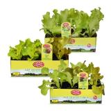 Promotion Bild von Zurück zum Ursprung BIO-Salatpflanzen versch. Sorten HOFER 12 Stück