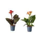 Canna versch. Blütenfarben Lidl 1 Stück