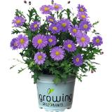 Brachyscome, Preisangabe ohne MwSt. (Preis inkl. MwSt. 2,25 €), METRO 1 Stück