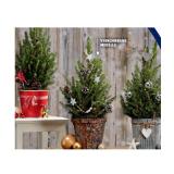 Weihnachtsbäumchen versch. Modelle HOFER 1 Stück