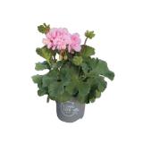 Geranie stehend Pelagronium zonale 30383081 BayWa 1 Stück