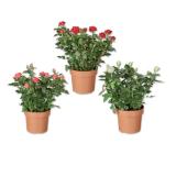 Topfrose mit goldfarbigen Glitter Verschiedene Blütenfarben Lidl 1 Stück