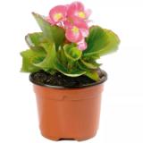 Plantiflor Beet- und Balkonpflanzen versch. Sorten 589597 HELLWEG 1 Stück