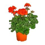 Stehende Geranie, Topf Ø 12 cm Dehner 1 Stück