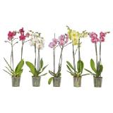 Bild von Schmetterlingsorchidee 2-Trieber Topf-Ø ca. 12 cm Phalaenopsis OBI 1 Stück