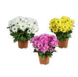 Chrysantheme Verschiedene Blütenfarben Lidl 1 Stück