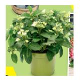 Hortensie Black Diamonds / Runaway Bride ø ca. 25 – 40 cm HOFER 1 Stück