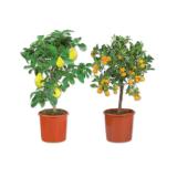 Zitruspflanze am Stamm Verschiedene Sorten Lidl 1 Stück