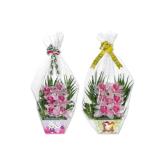 Orchideen 6er-Gesteck versch. Blütenfarben und Keramiken Lidl APP Preis 1 Stück