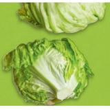 HOFER Marktplatz Eisbergsalat aus Österreich HOFER 1 Stück