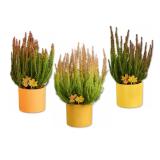 Calluna Skyline in herbstlicher Keramik Verschiedene Keramikfarben Lid 1 Stück