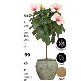 Dehner Hibiskus Topf Ø23 cm Dehner 1 Stück