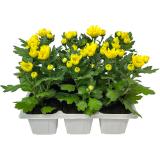 Chrysantheme, Preisangabe ohne MwSt. (Preis inkl. MwSt. 5,42 €), METRO 6 Stück
