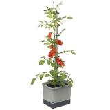 Gusta Garden Tomatentopf 'Tom Tomato' Dehner 1 Stück