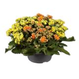 Kalanchoeschale zweifärbig Lidl 1 Stück