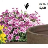 Nelke BayWa 1 Stück