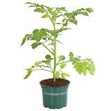 Bioland Cherry Tomate Dehner 1 Stück