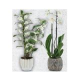 Zimmerpflanze in Weihnachtlicher Keramik Phalaenopsis oder Dendrobium HOFER 1 Stück