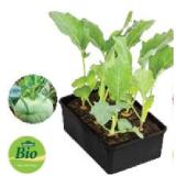 Dehner Bio Bio Kohlrabi 6er Dehner 1 Schale