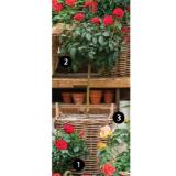 Bild von Rosen Halbstamm, versch. Farben und Sorten, im 6-l-Topf Dehner 1 Stück