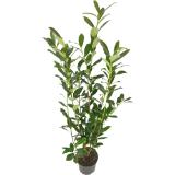 Kirschlorbeer, Preisangabe ohne MwSt. (Preis inkl. MwSt. 15,24 €), METRO 1 Stück