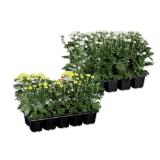 Chrysanthemen “Garden Mum” versch. Blütenfarben Lidl 10 Stück
