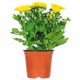 Promotion Bild von Plantiflor Chrysantheme 312190 HELLWEG 1 Stück