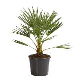 Dehner Zwergpalme Dehner 1 Stück