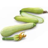 Zucchini 'Snowwhite' Topf Ø10,5 cm Dehner 1 Stück