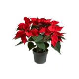 Weihnachtsstern Mehrtrieber Lidl 1 Stück