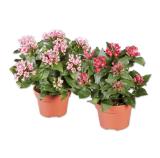 Promotion Bild von Bouvardia Verschiedene Blütenfarben Lidl 1 Stück