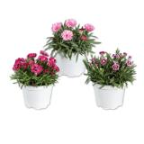 Dianthus versch. Arten und Blütenfarben Lidl 1 Stück