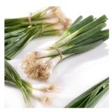 Promotion Bild von würziger Jungzwiebel SPAR Gourmet 1 Bund