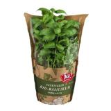 Ja! Natürlich Bio-Kräuter im Topf BILLA PLUS 1 Stück