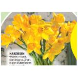 Narzissen HOFER 9 Stück