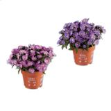 Bild von Aster Lidl 1 Stück