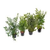 Blütenhecke aus Österreich verschiedene Sorten HOFER 1 Stück