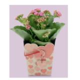 Blühpflanze Kalandiva im Carrybag, Höhe ca. 25 - 28 cm HOFER 1 Stück