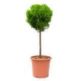 grow by OBI Mini-Stamm-Sortiment Höhe ca. 80 cm Topf ca. 7 l sortiert OBI 1 Stück