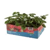 Erdbeerpflanzen versch. Sorten Lidl 6 Stück