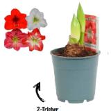 Ritterstern 1-Trieber 42779520 BayWa 1 Stück