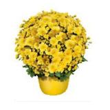 Chrysantheme Multiflora, Preisangabe ohne MwSt. (Preis inkl. MwSt. 9,03 €), METRO 1 Stück
