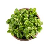 Bio Salate verschiedene Sorten Lidl 100 Gramm