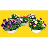 Frühlingsschale verschiedene Bepflanzungen 43227489 BayWa 1 Stück