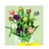 Premium-Tulpen versch. Sondersorten HOFER 13 Stück